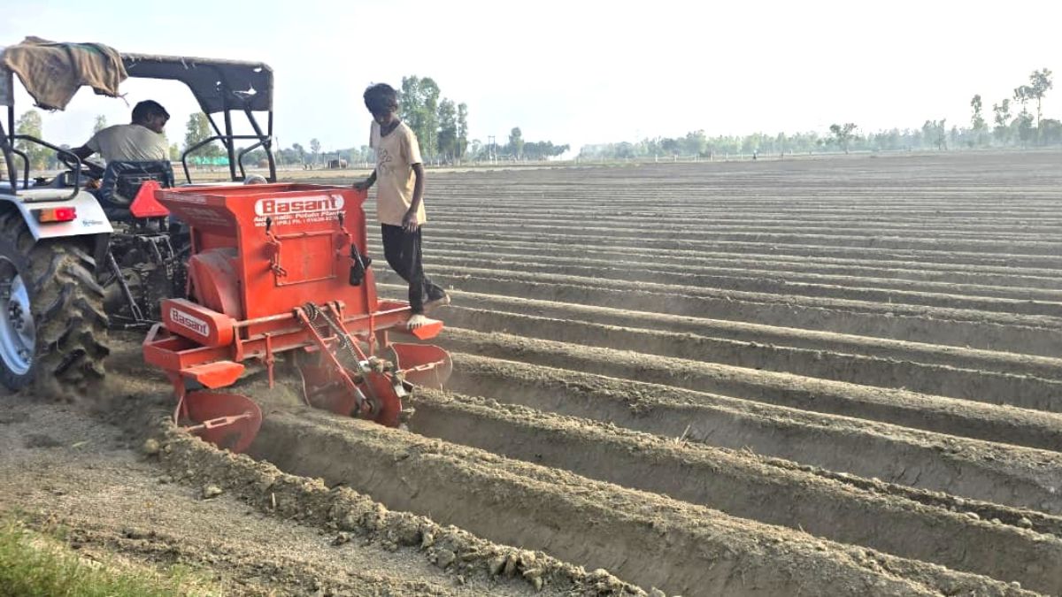 barabanki farmers prefer red potato farming increased acreage