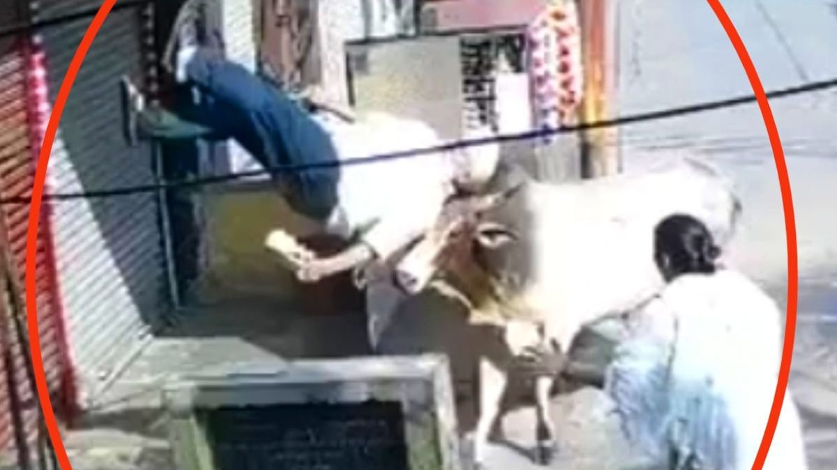elderly man killed by bull attack in uttar pradesh village