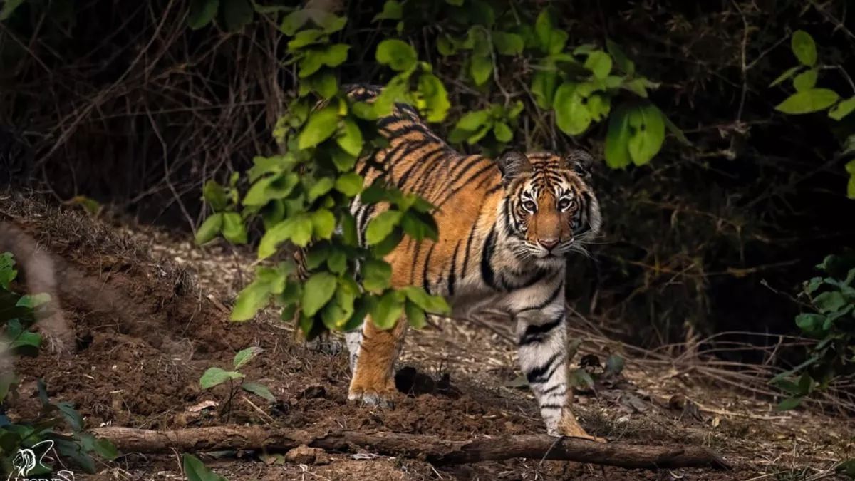 madhya pradesh tiger reserve safari 50 percent discount and new rules