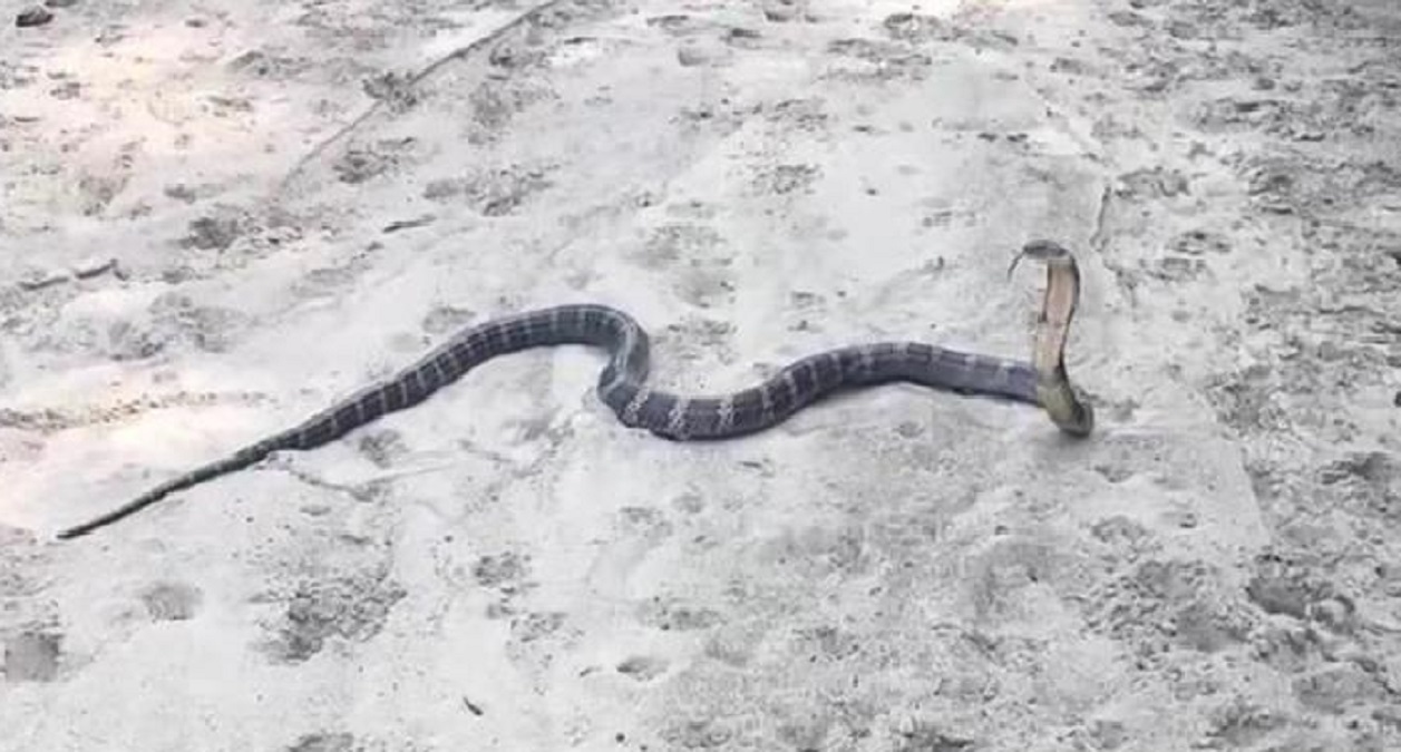 king cobra rescued near aman garh tiger reserve a rare sighting