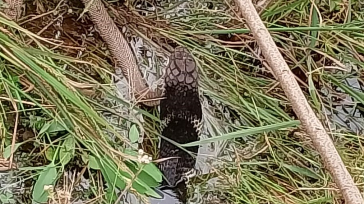 king cobra swallows snake in korba viral video wildlife facts