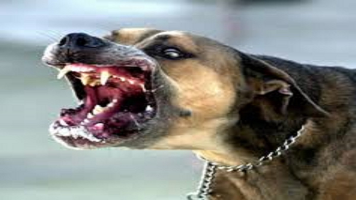 dangerous dog breeds in prayagraj will be sterilization drive and registration enforcement
