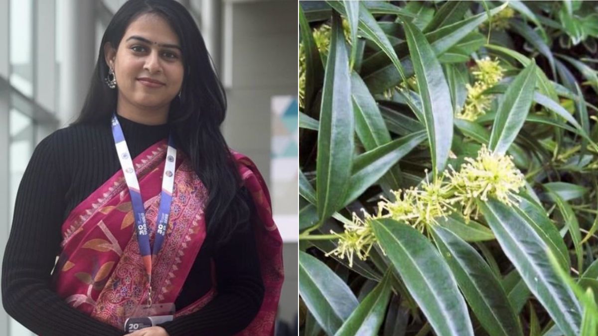 piruli plant himalayan herb shows promise in colon cancer treatment