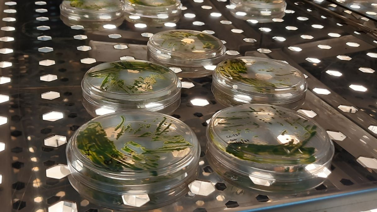 algae dna research jamia scientists discover pollution control method