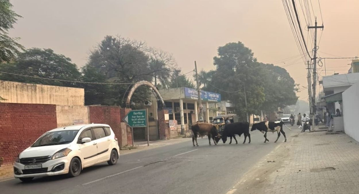 stray animals clash on road residents worried in muktsar
