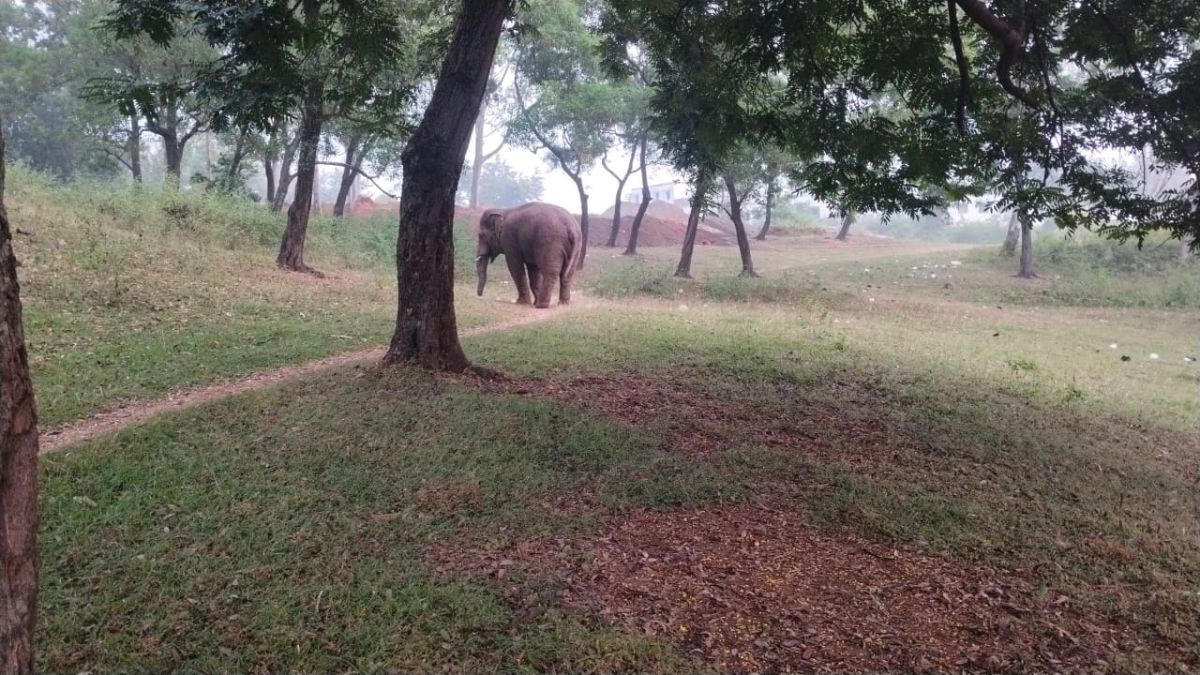 wild elephant enters adar village damages shops in gumla