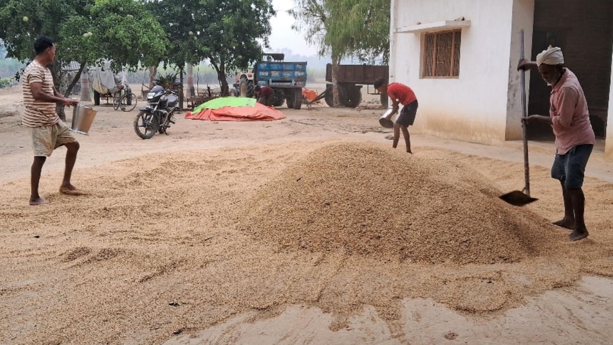 ambedkarnagar weather turns rain increases farmers worries