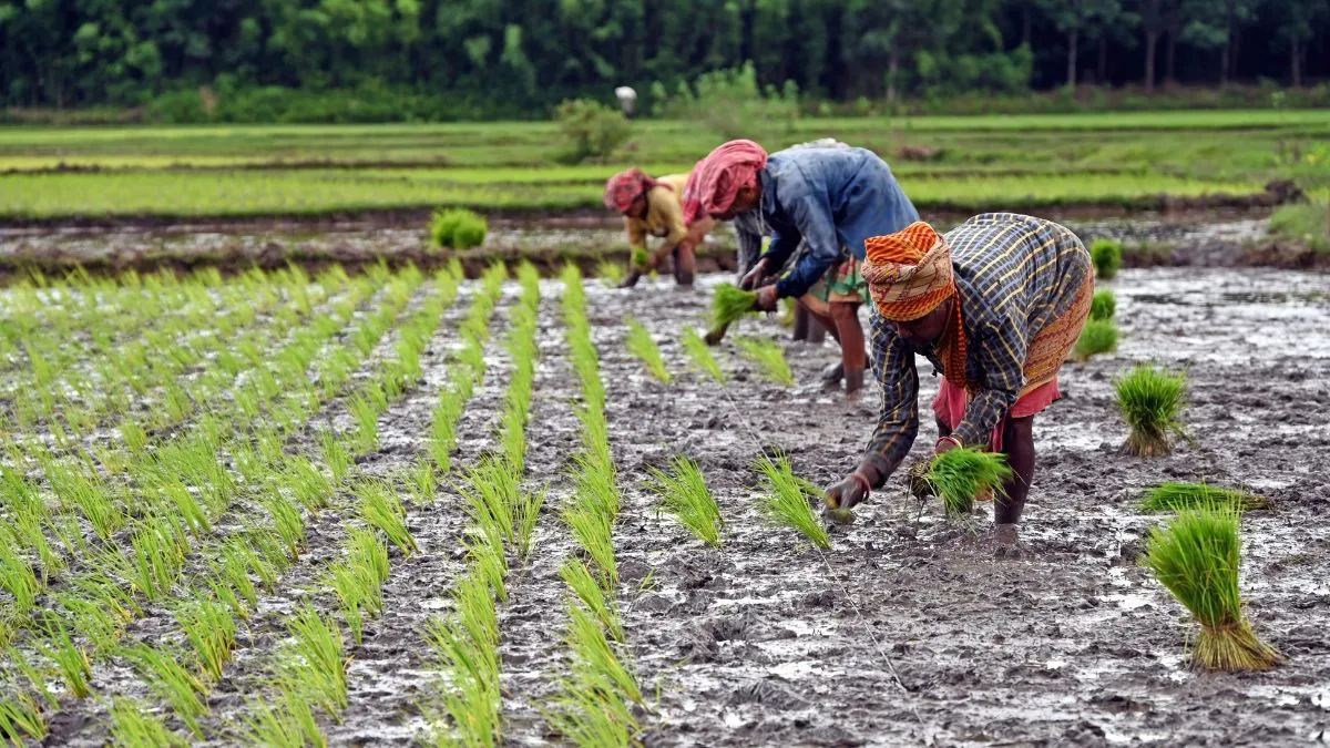 bhadohi weather concerns farmers worry as unseasonal changes impact crops