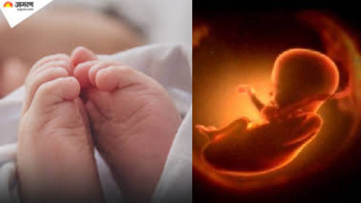fetus found near yamunanagar plywood factory dogs scavenge remains