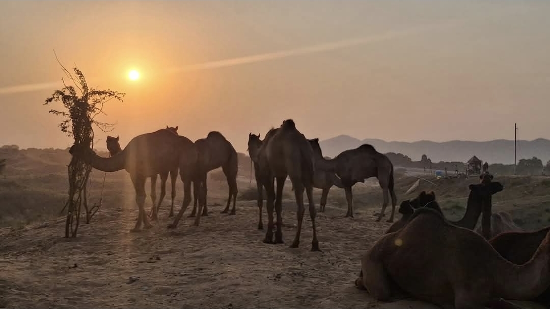 unseasonal rain disrupts pushkar fair cold weather troubles visitors