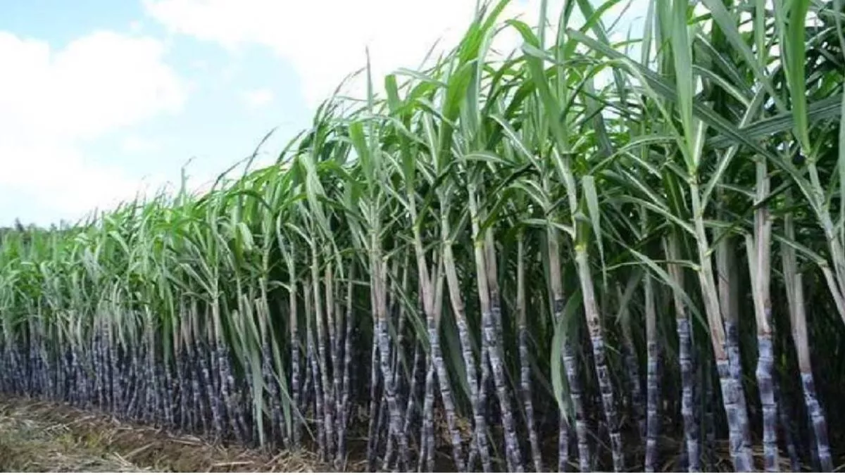 ganna competition bijnor shamli farmers excel in sugarcane yield
