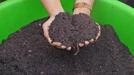 up govt get cow manure in exchange for parali curbing farm fires