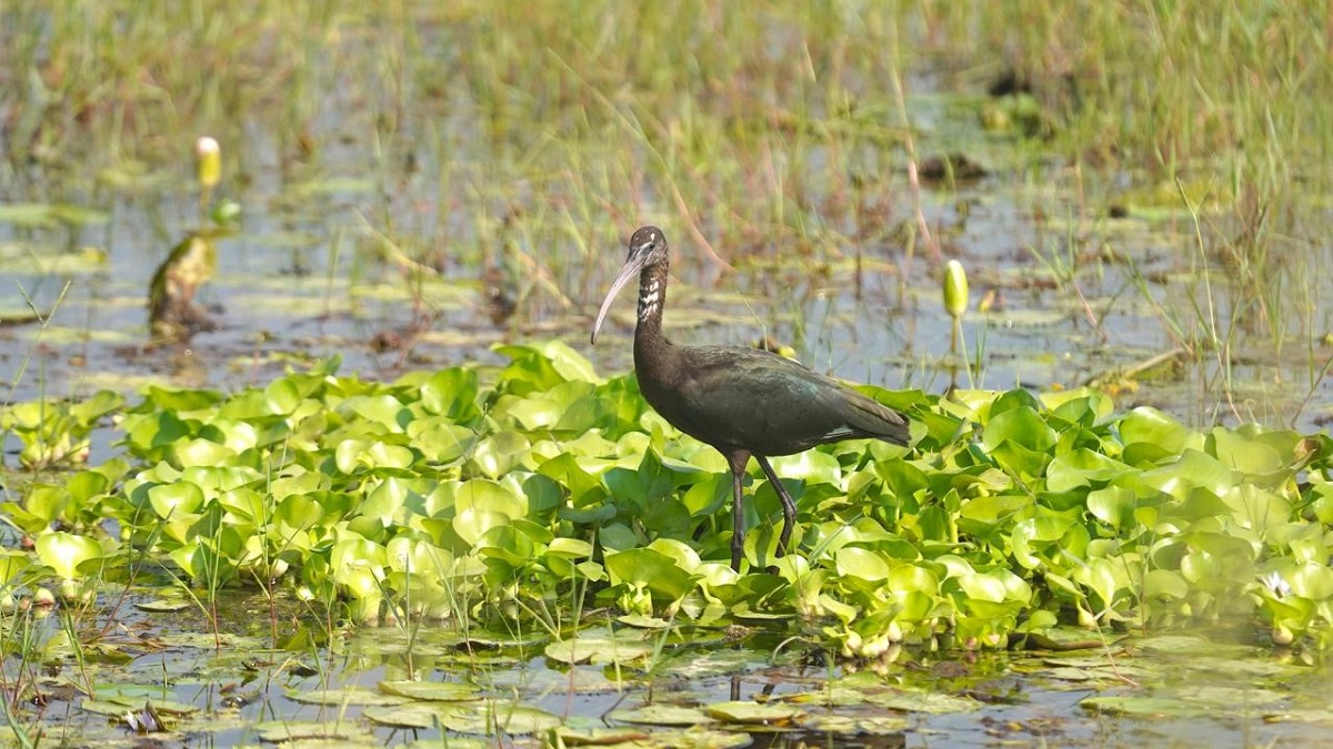 migratory birds arrive at haiderpur wetland new tender for canteen