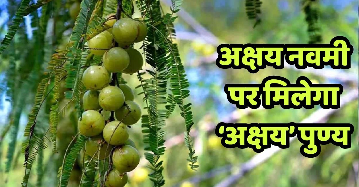 amla navami 2025 date puja vidhi and significance of worshipping amla tree