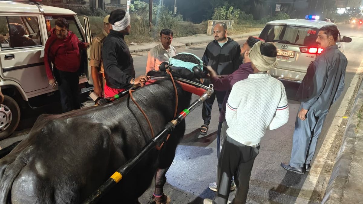 hapur dm cracks down on illegal bullock cart racing midnight raid