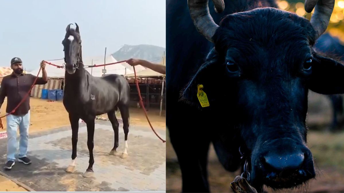 pushkar fair 2024 15 crore horse 23 crore buffalo steal the show