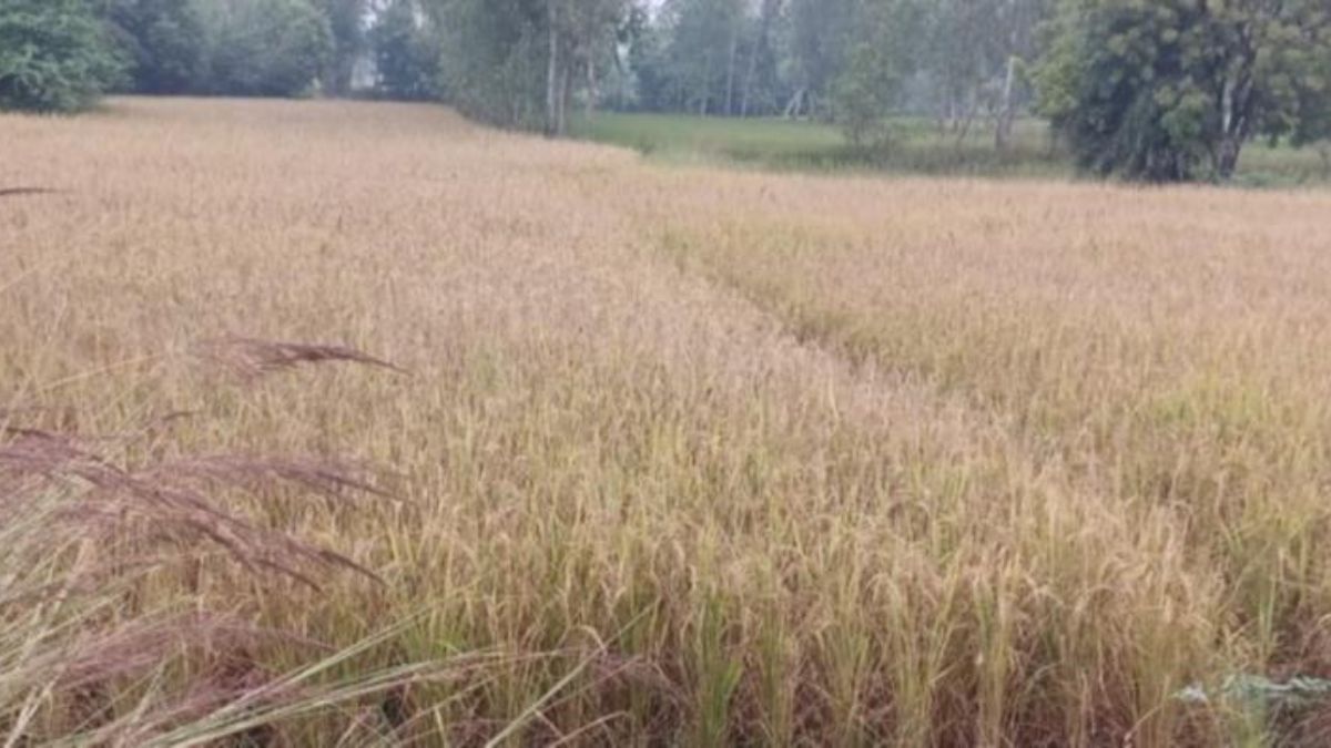 up weather change farmers worried about paddy crop damage