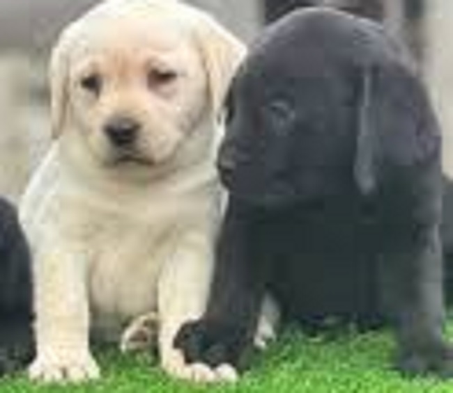chandigarh cyber fraud using fake facebook account for dog supply
