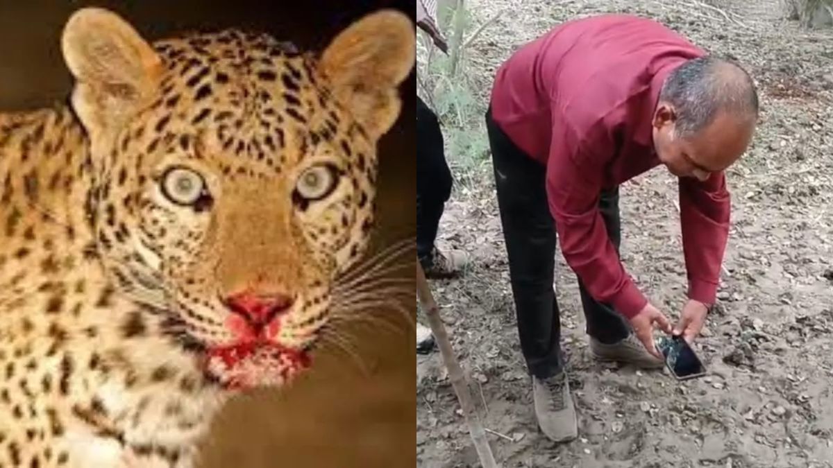leopard sighted near yamuna biodiversity park attacks cow