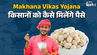 Makhana Vikas Yojana: क्या है मखाना विकास योजना? खेती के लिए सरकार देती है इतने रुपये, कैसे करें आवेदन