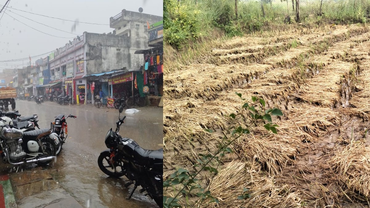 heavy rain in sonbhadra damages paddy crop farmers worried