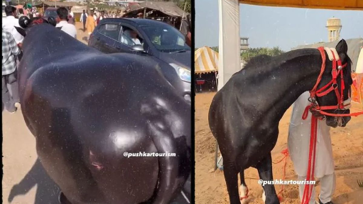 pushkar fair 15 crore horse other unique animals at rajasthans livestock festival