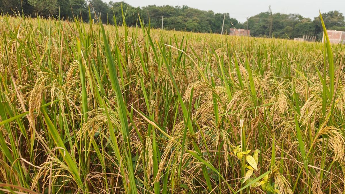 up weather forecast rain alert in up farmers worried about crop damage