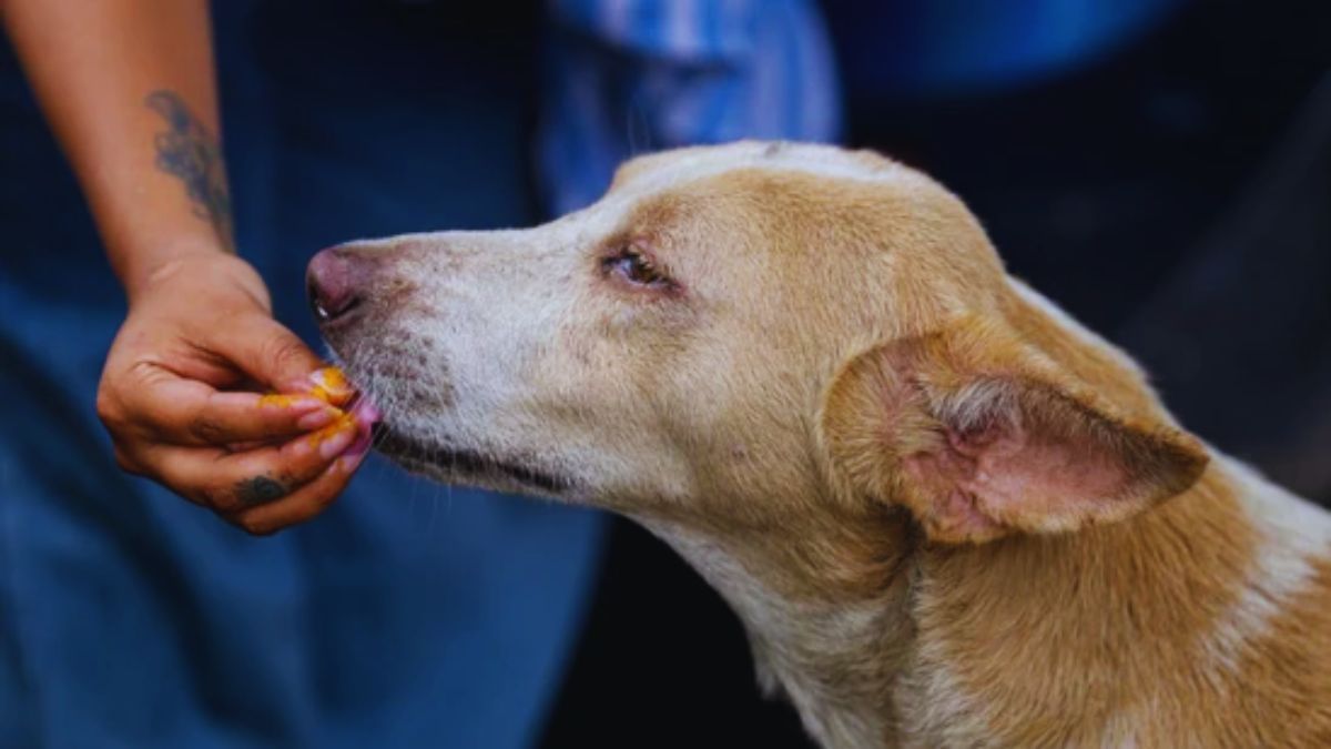 uttarakhand stray dog guidelines action on feeding in public places