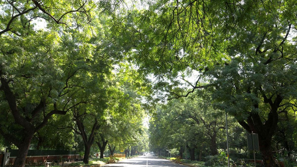 dda funds tree plantation in delhi ridge area after illegal cutting