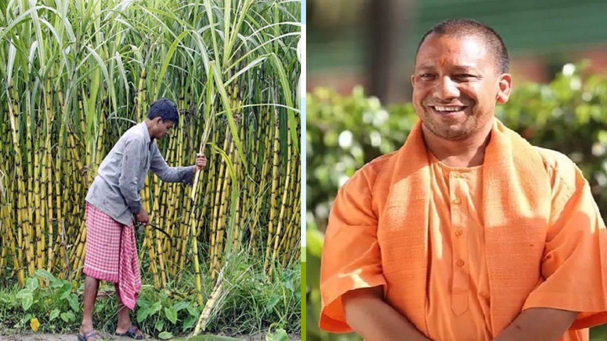 up govt hikes sugarcane price good news for farmers