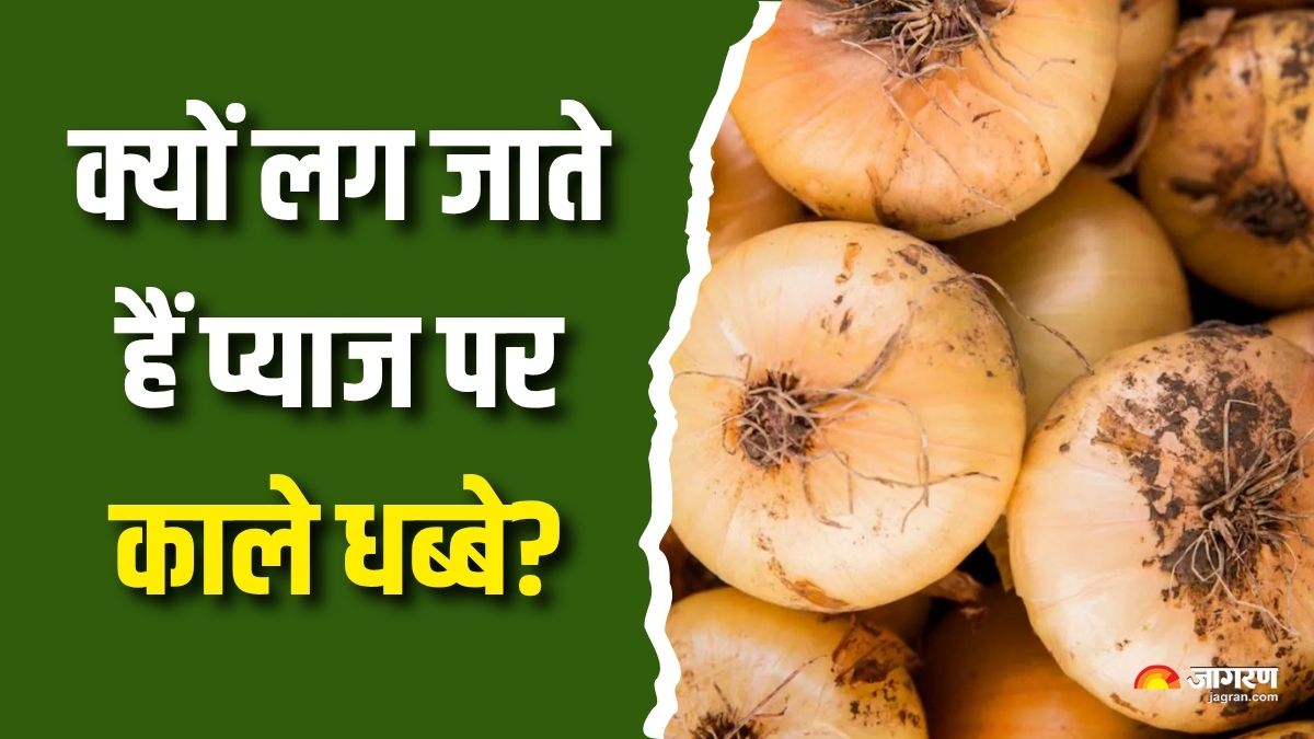 is it safe to eat onions with black spots check details here