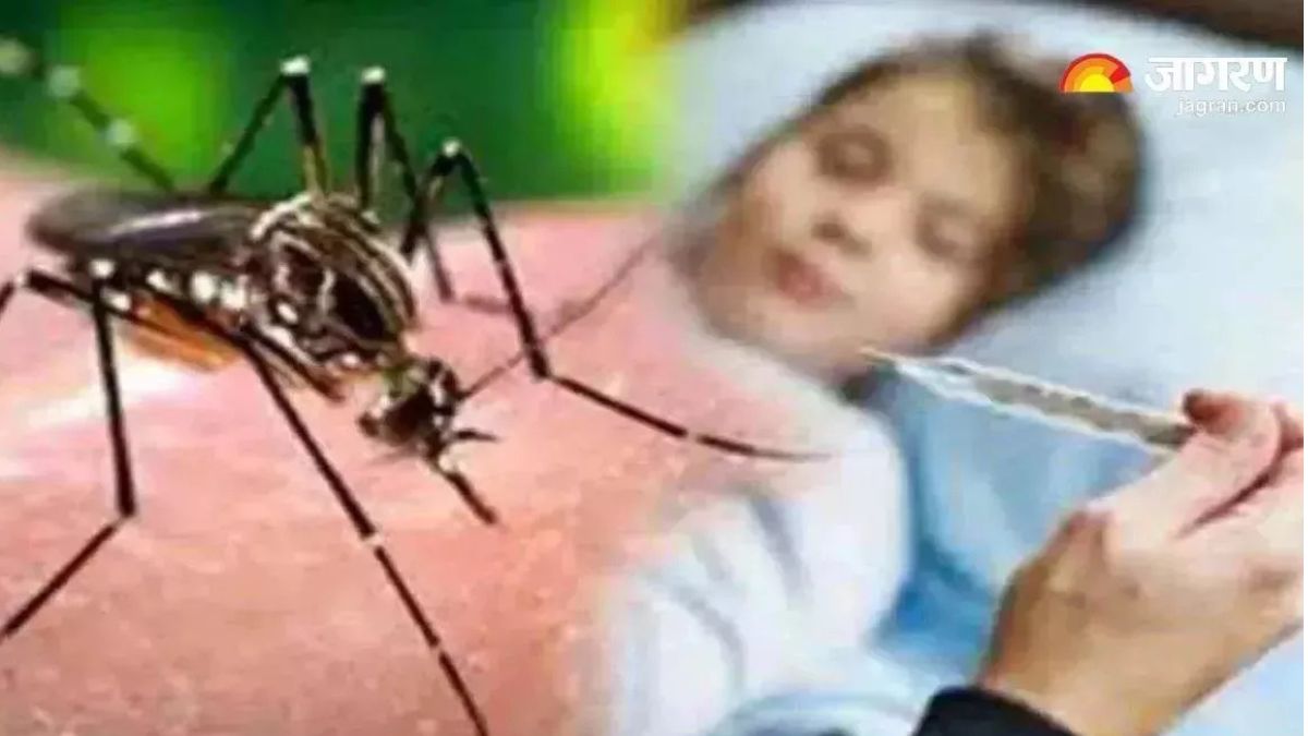 dengue outbreak in bilaspur 16 infected symptoms prevention tips