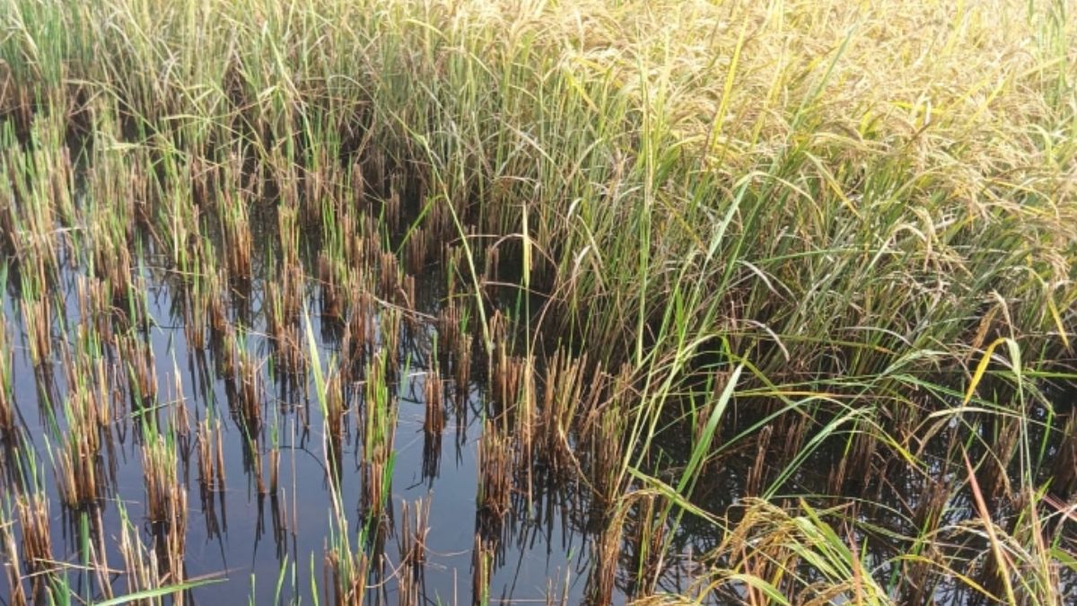 gopalganj news rain farmers worry over crop damage