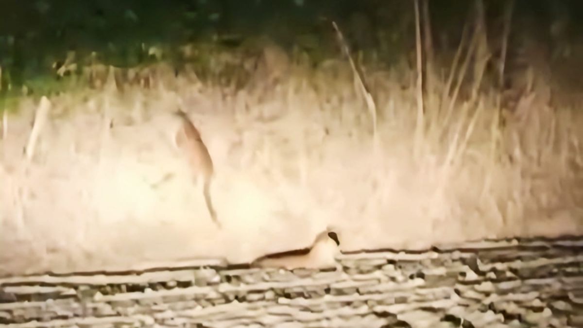 leopard pair spotted in hapur field villagers in panic forest department alert