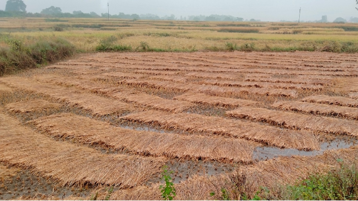 montha cyclone devastates bihar farmers paddy crop