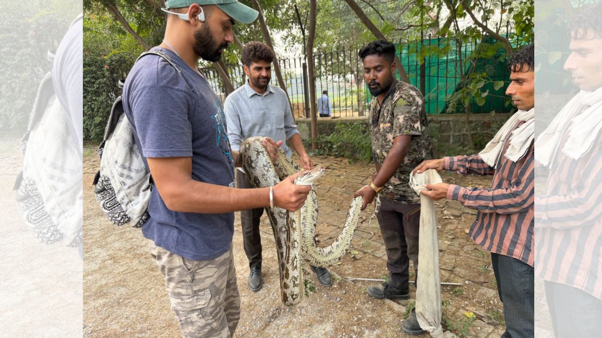 12foot python captured at waste to wonder park delhi