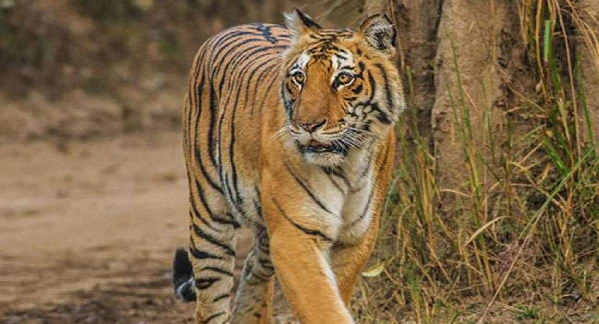 uttarakhand news tiger attacks and kills man in jaundla