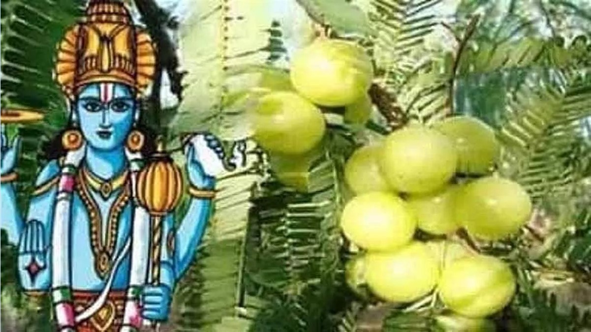 on akshaya navami a scientific and emotional tradition with aspirations for health will be celebrated under the shade of amla tree