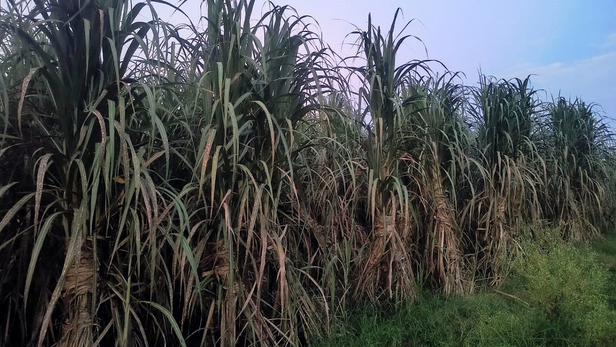 krishna kumar tops sugarcane production in uttar pradesh 202425