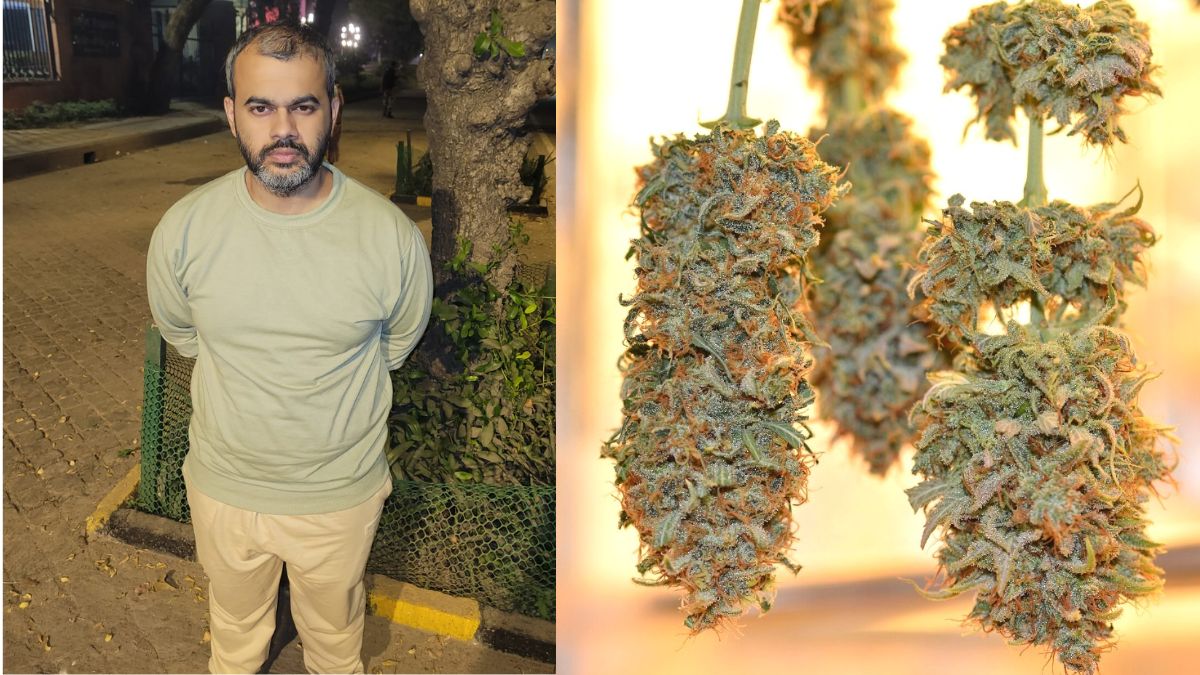delhi police arrests smuggler with 215 kg ganja syndicate links revealed