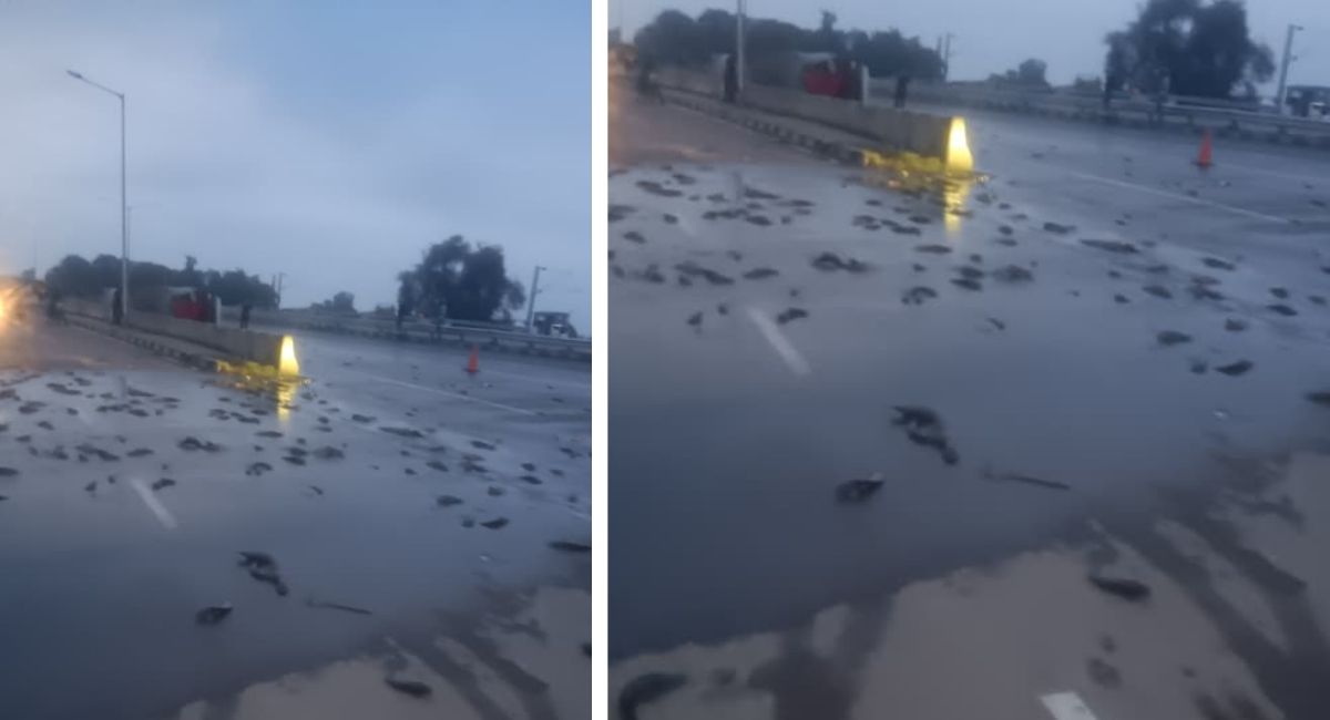 kanpur fish laden pickup overturns on highway villagers loot traffic jam