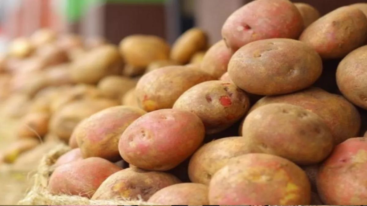 gorakhpur artificially colored potatoes vanish reappear as focus shifts
