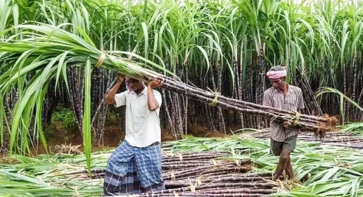 up government hikes sugarcane price a boon for farmers