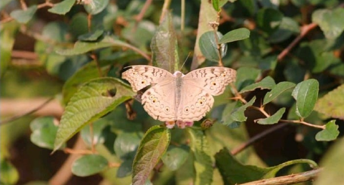 mahatma vidur biodiversity park discovering rich biodiversity in bijnor