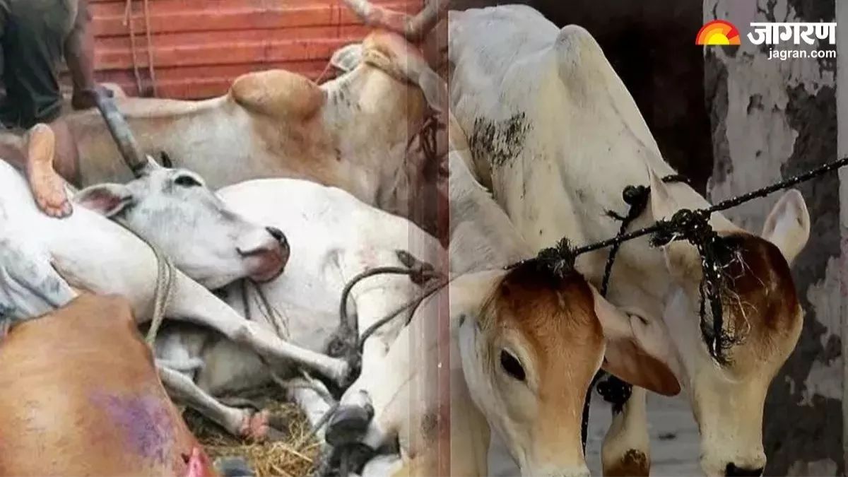 haryana police arrests one in cow smuggling case two bulls recovered