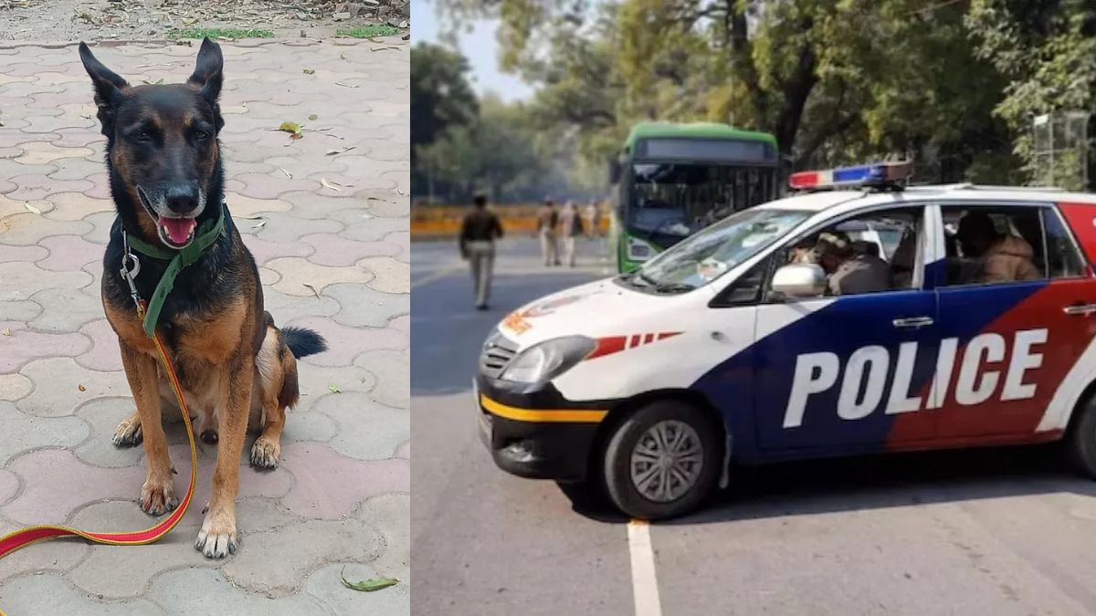 delhi couple arrested for drug trafficking 3kg charas seized