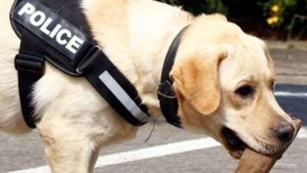 charas smuggling busted dog squad uncovers 80 lakh drug haul