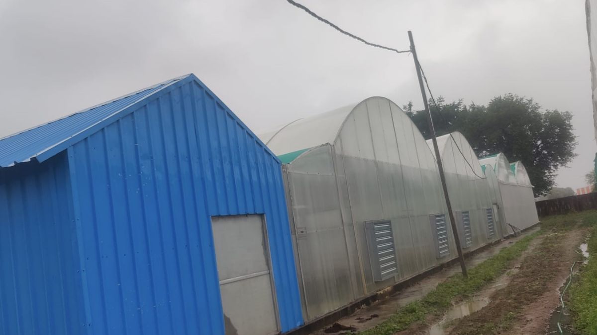 hitech nursery in mahoba up boosting vegetable production