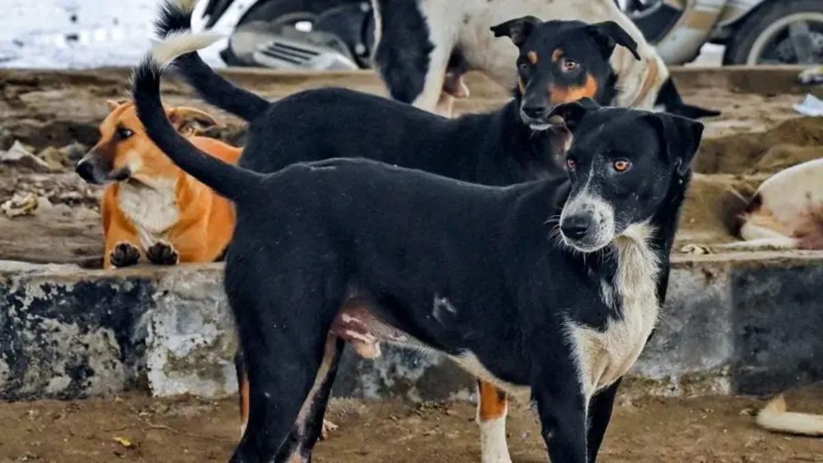 sc reprimands bihar chief secretary on stray dog issue ec to handle