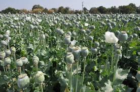 chaiabasa crackdown dcsp curb illegal drugs drone surveillance